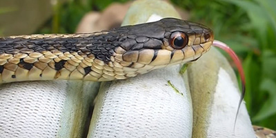 Huntsville snake