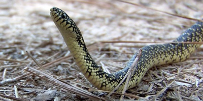Huntsville snake